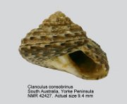 Clanculus consobrinus